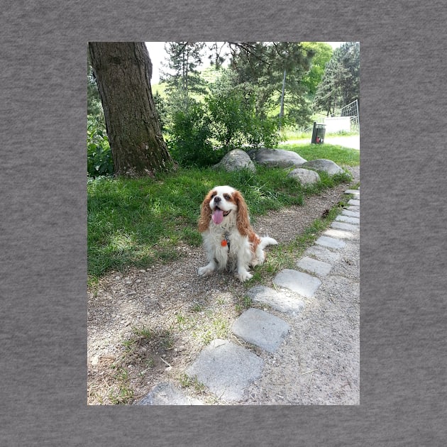 cavalier king charles spaniel blenheim sitting by Wanderingangel